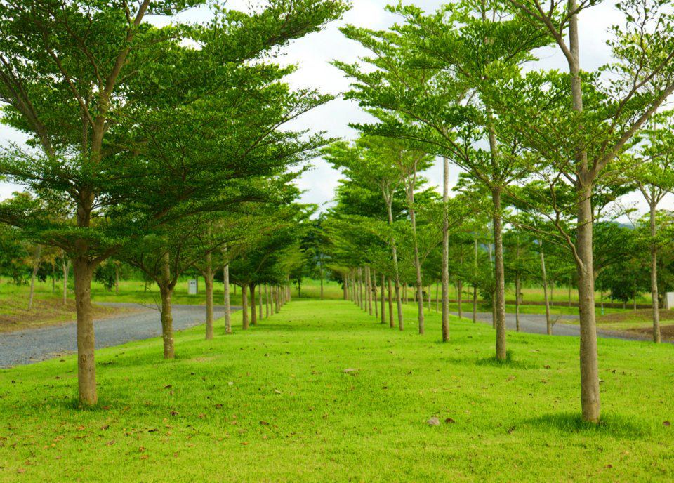 บ้านพนาลัย Baan Phanalai