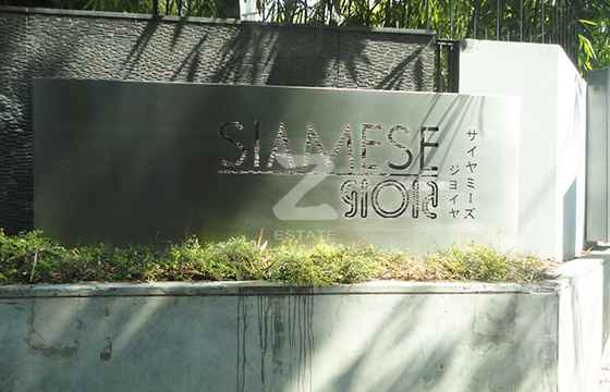 ไซมิส จอยญ่า Siamese Gioia