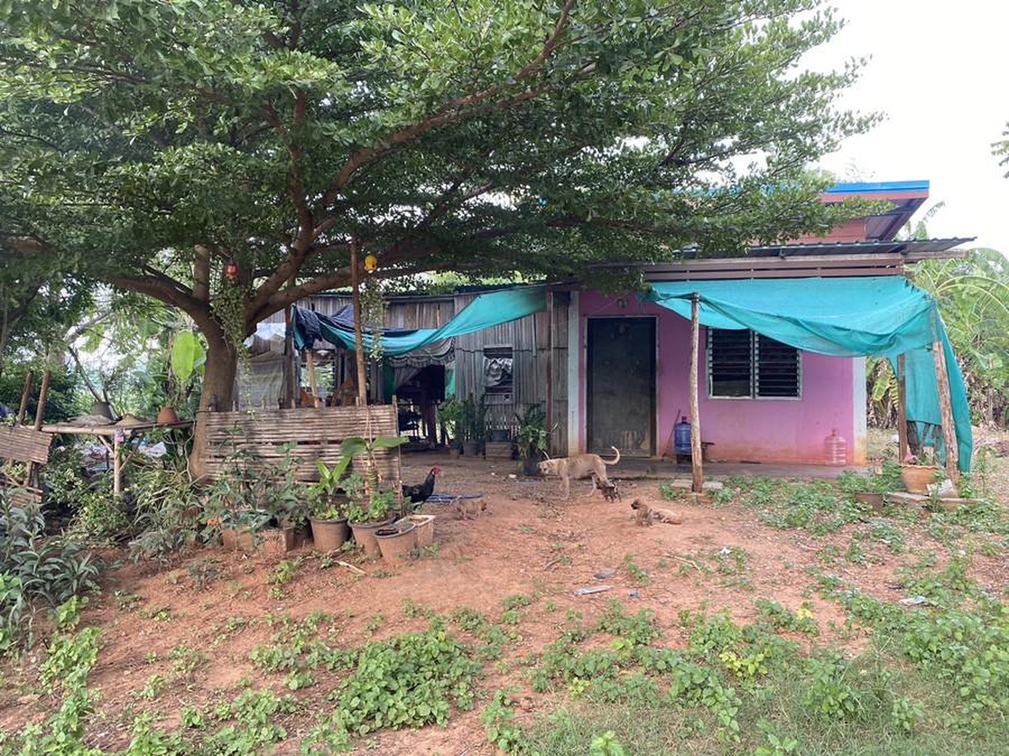 ทรัพย์สถาบันโดย GHB บ้านเดี่ยว หนองหัววัว