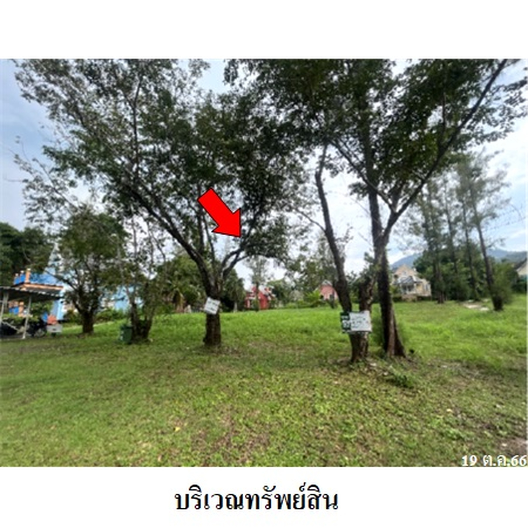 ทรัพย์สถาบันโดย บริษัท บริหารสินทรัพย์สุขุมวิท จำกัด ที่ดิน บรุคไซด์ วัลเล่ย์ (Brookside Valley Resort & Strawberry Town)