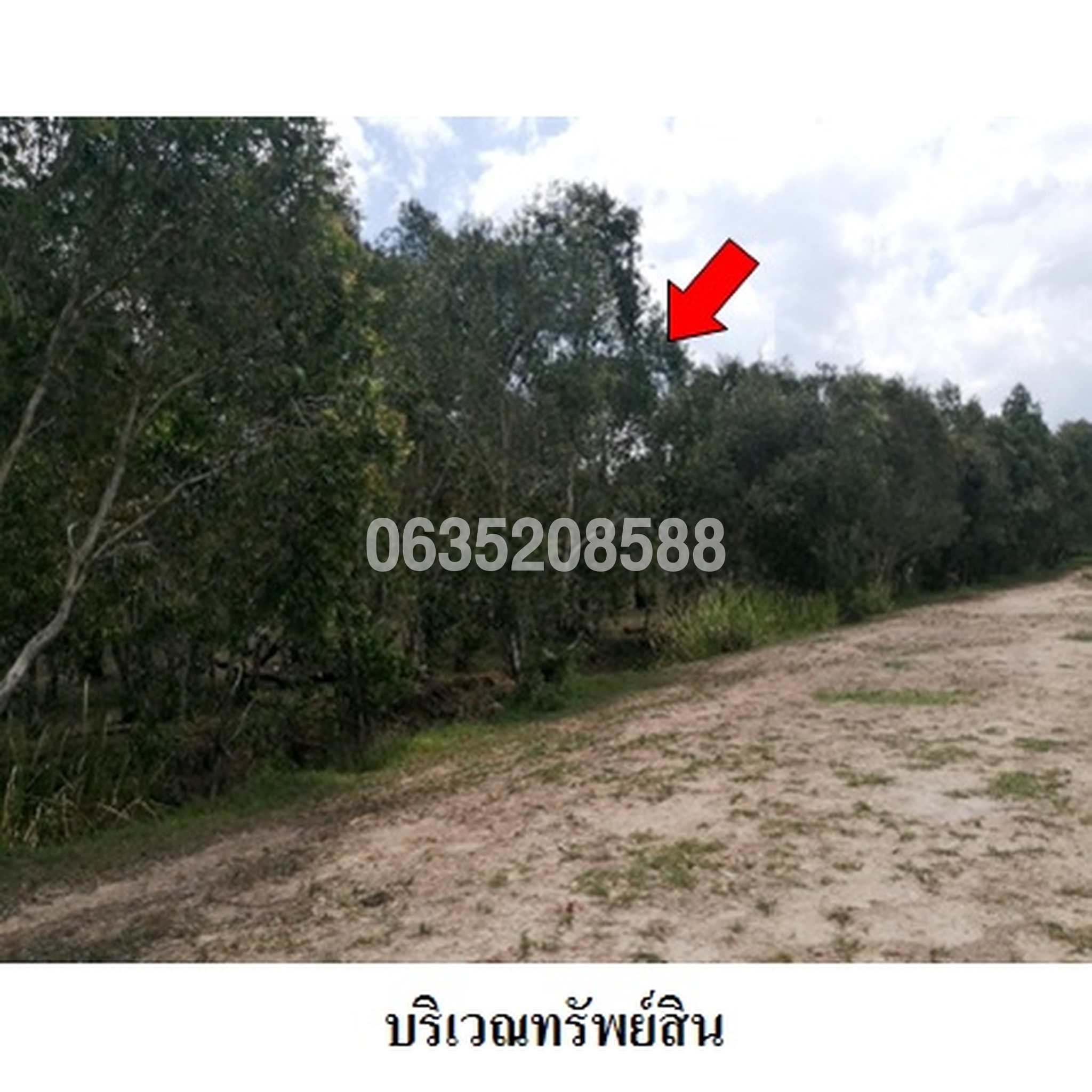 ขายที่ดิน ถนนเลียบคลองเถี้ยะ