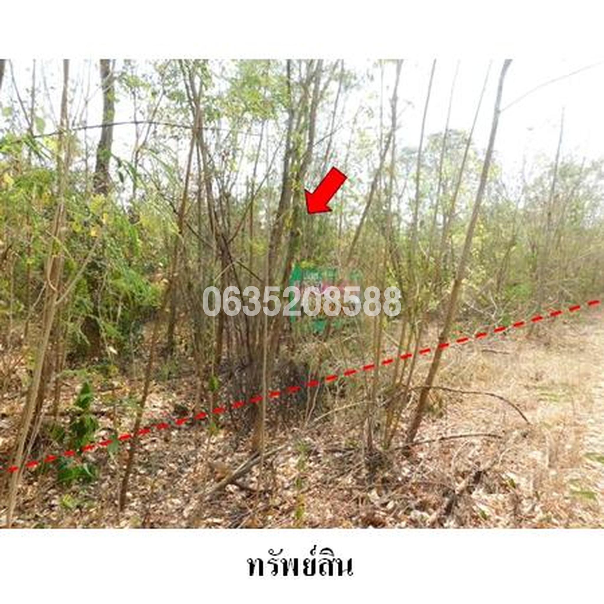 ขายที่ดิน เพชรบูรณ์การ์เด้นฮิลล์