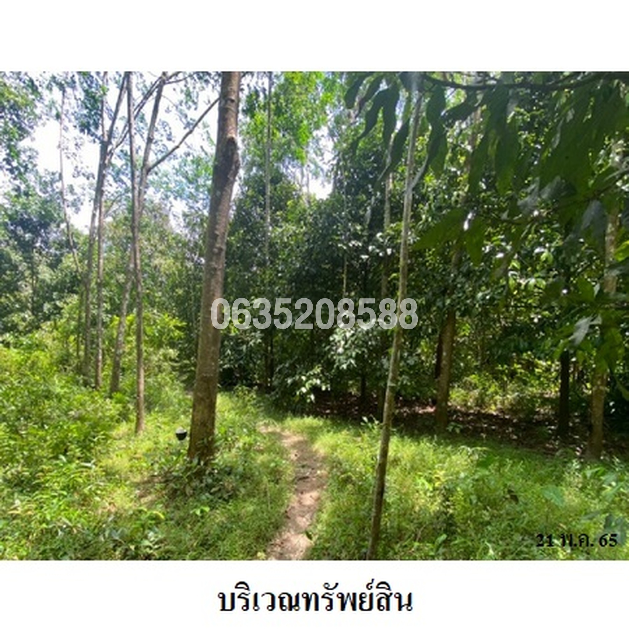 ขายที่ดิน ถนนสายบุรี-กะพ้อ (ทล.4060)