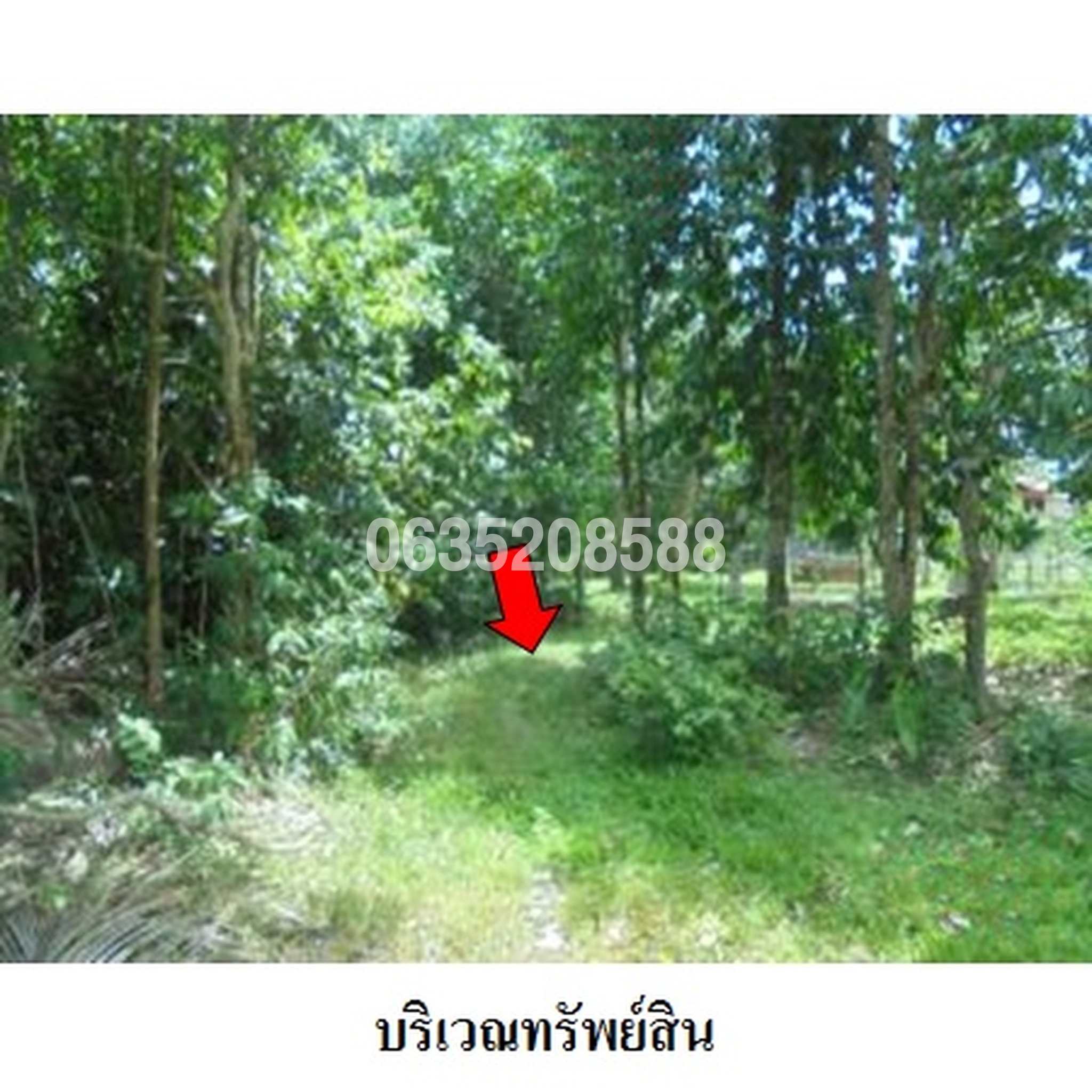 ขายที่ดิน ถนนกะพ้อ-สายบุรี (ทล.4060)
