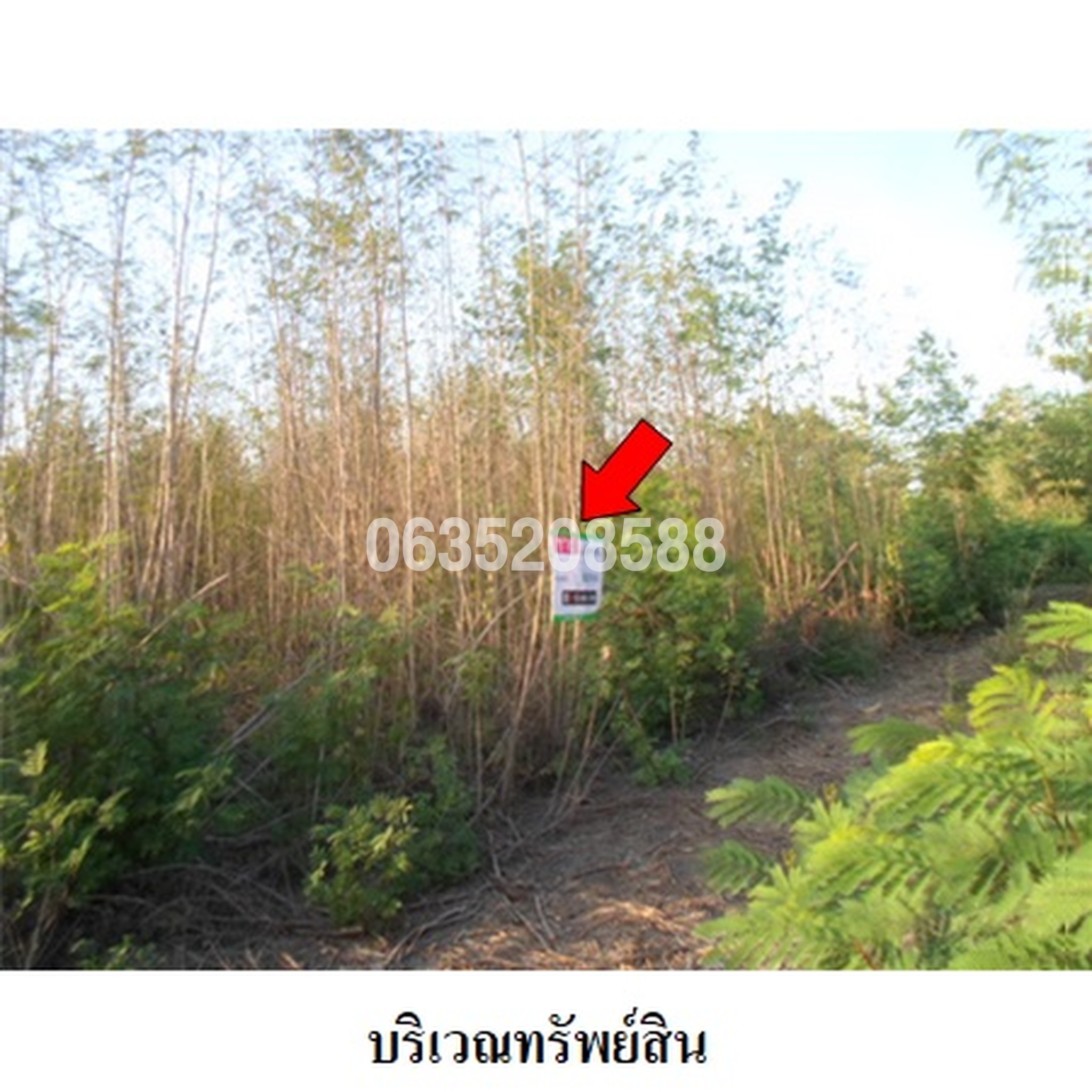 ขายที่ดิน วังแก้ว ปาร์คฮิลล์ รีสอร์ท
