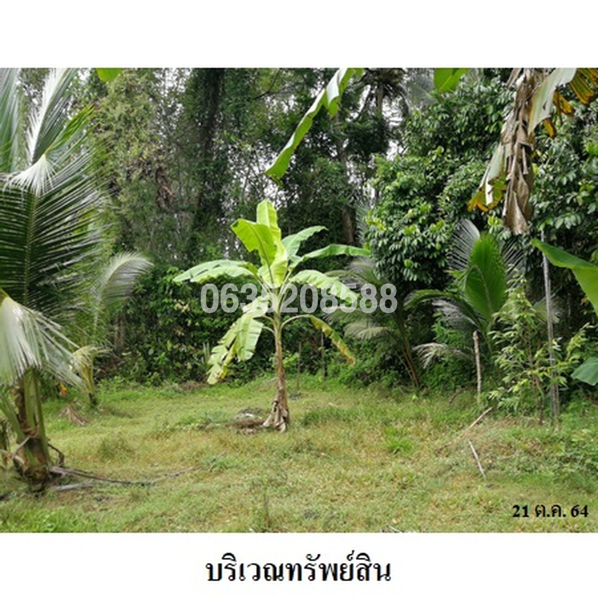 ขายที่ดิน ถนนสายบุรี-กะพ้อ (ทล.4060)