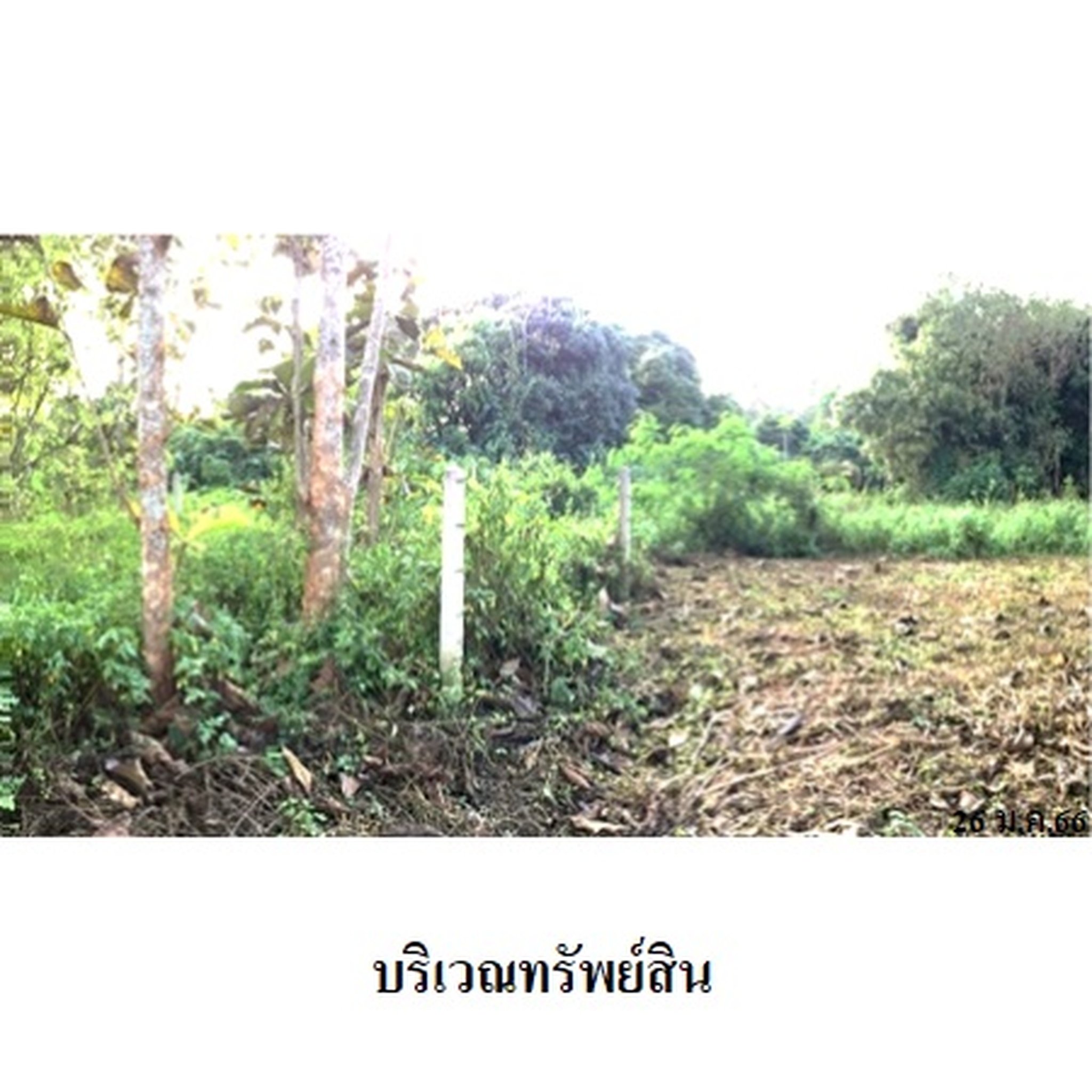 ทรัพย์สถาบันโดย บริษัท บริหารสินทรัพย์สุขุมวิท จำกัด ที่ดิน ถนนลำพูน-ลี้ (ทล.106)