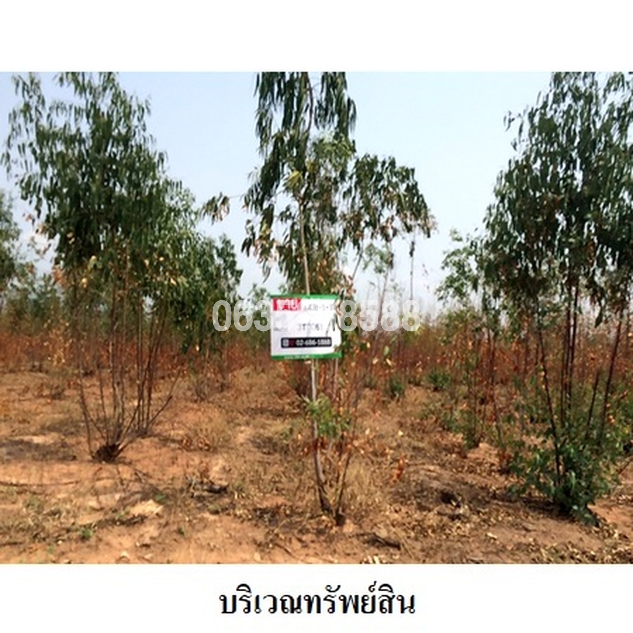ขายที่ดิน ถนนสายชัยภูมิ-หนองบัวแดง (ทล.2159)