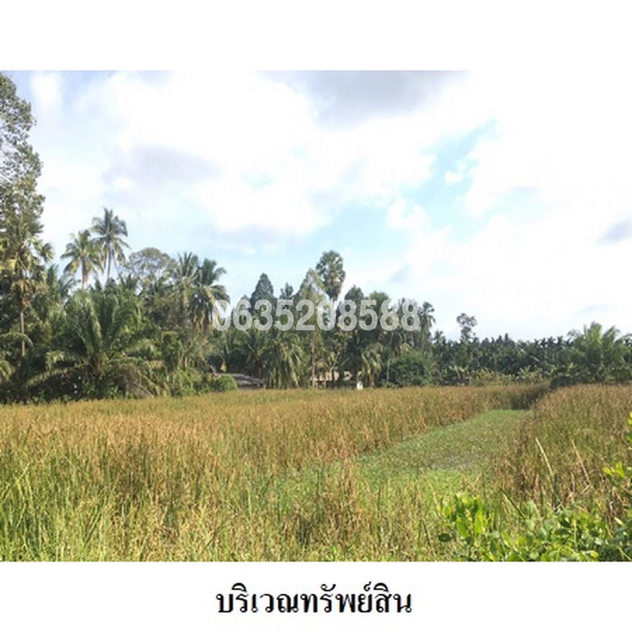 ขายที่ดิน ถนนมะม่วงทอง