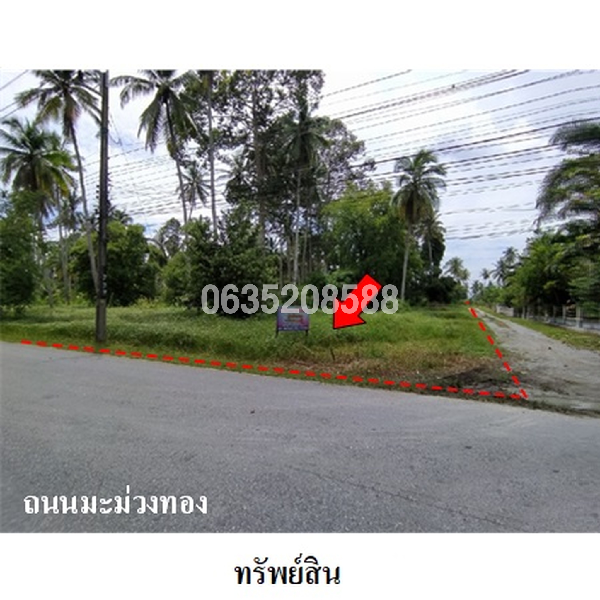 ขายที่ดิน ถนนมะม่วงทอง