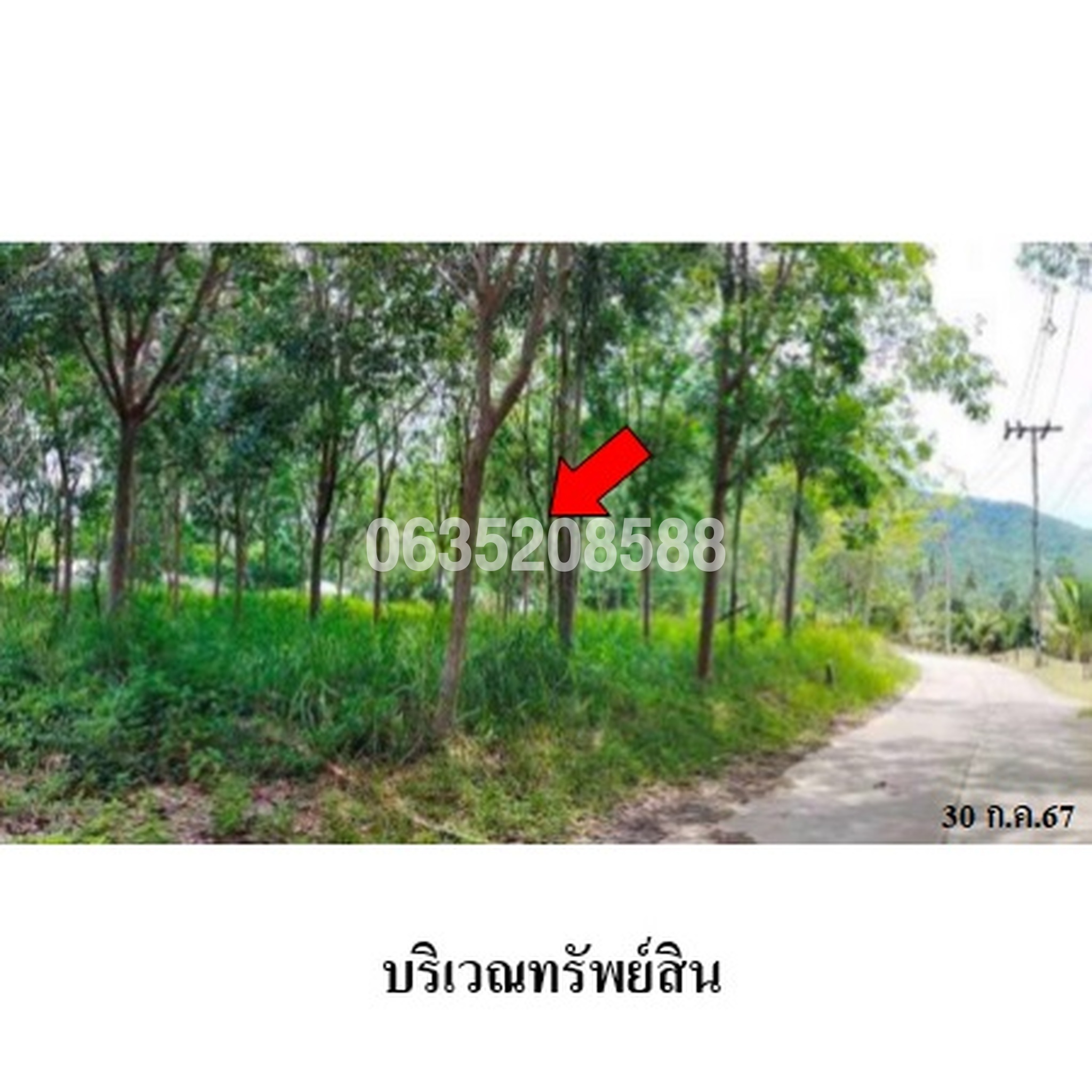 ขายที่ดิน ถนนสายตลิ่งงาม-ทะเล-หัวถนน (ทล.4170)