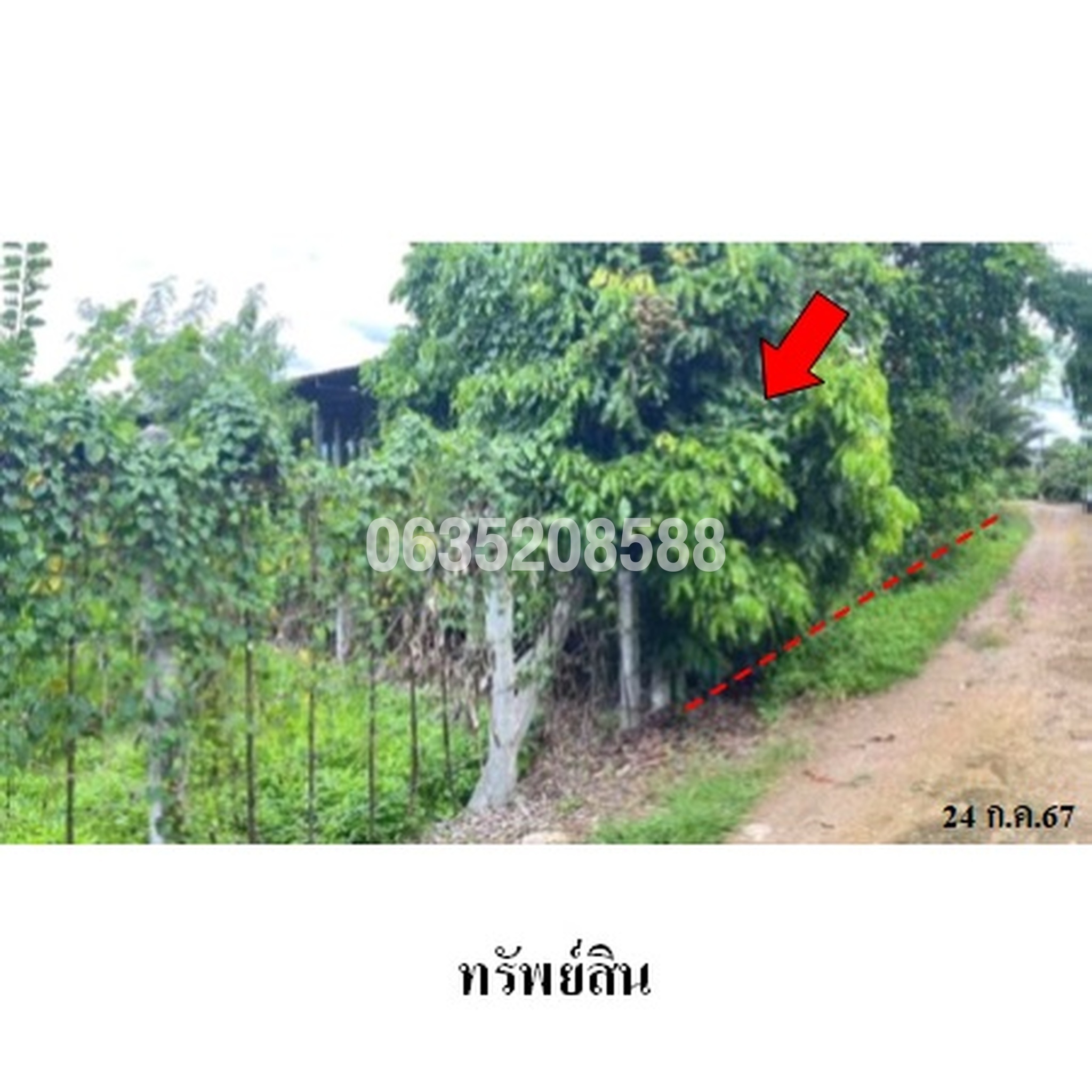 ขายที่ดิน ถนนสายเชียงใหม่-ฝาง (ทล.107)