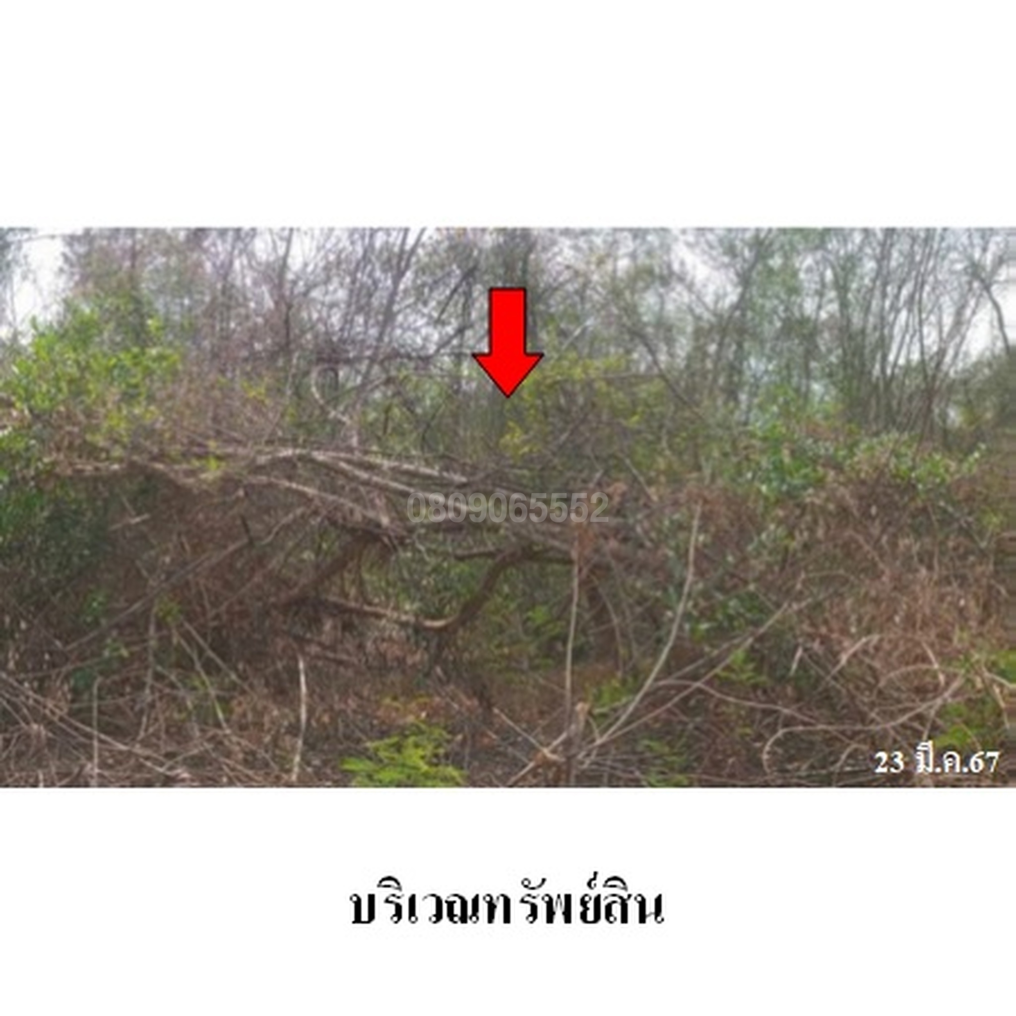 ขายที่ดิน ถนนสายพหลโยธิน-วัดม่อนพระยาแช่ (ลป.2036)
