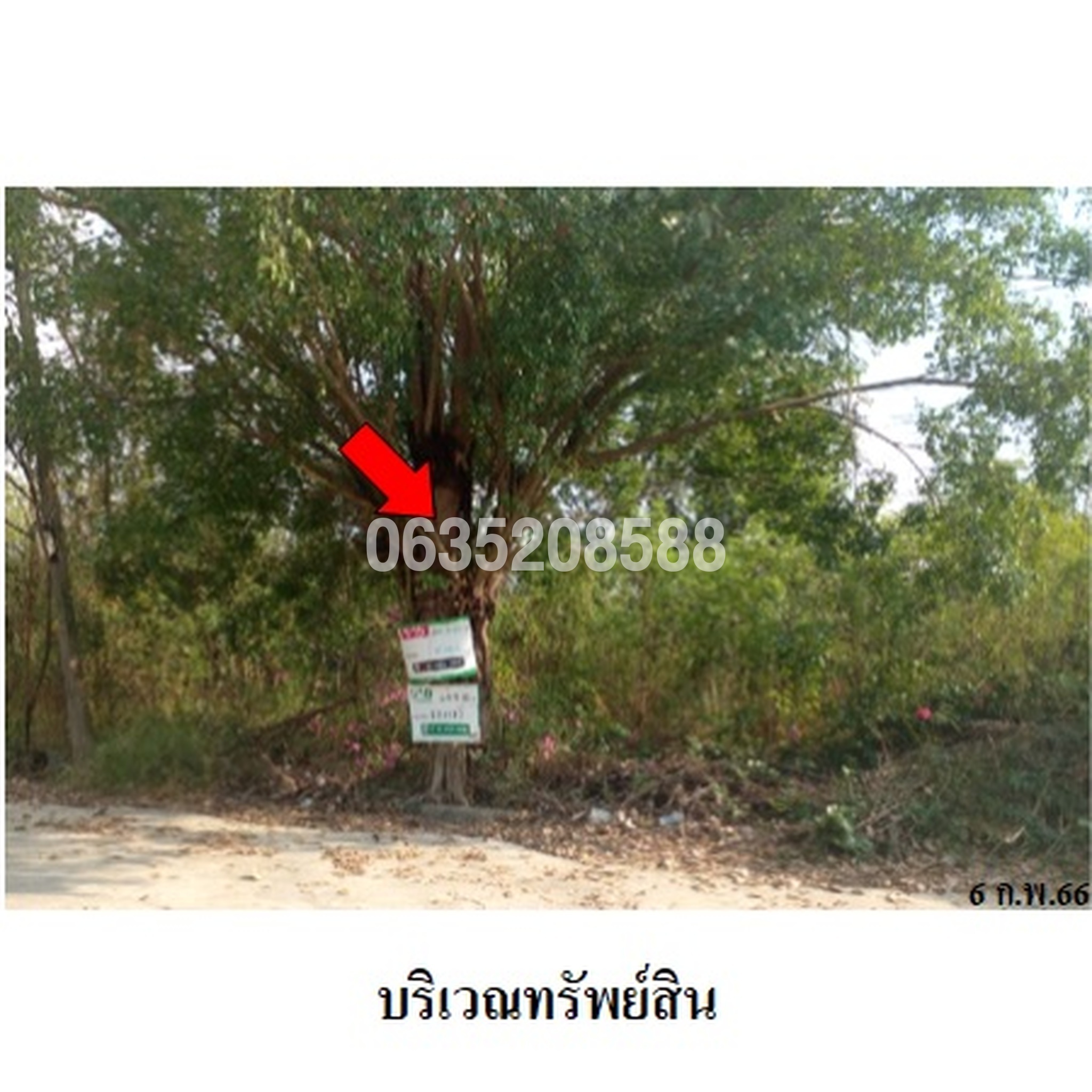 ขายที่ดิน ชินีวิลล์
