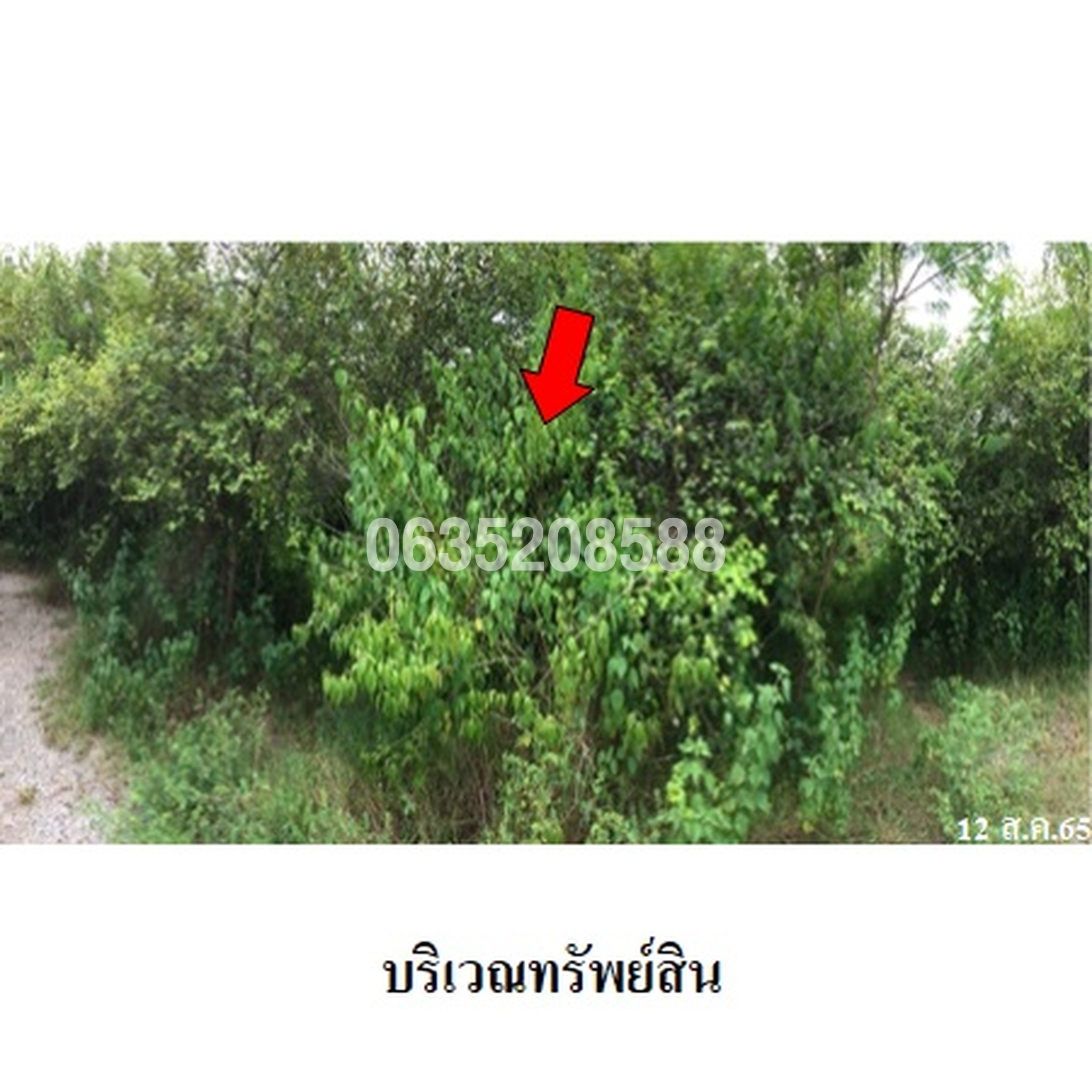 ขายที่ดิน บ้านสวนดาวเงิน