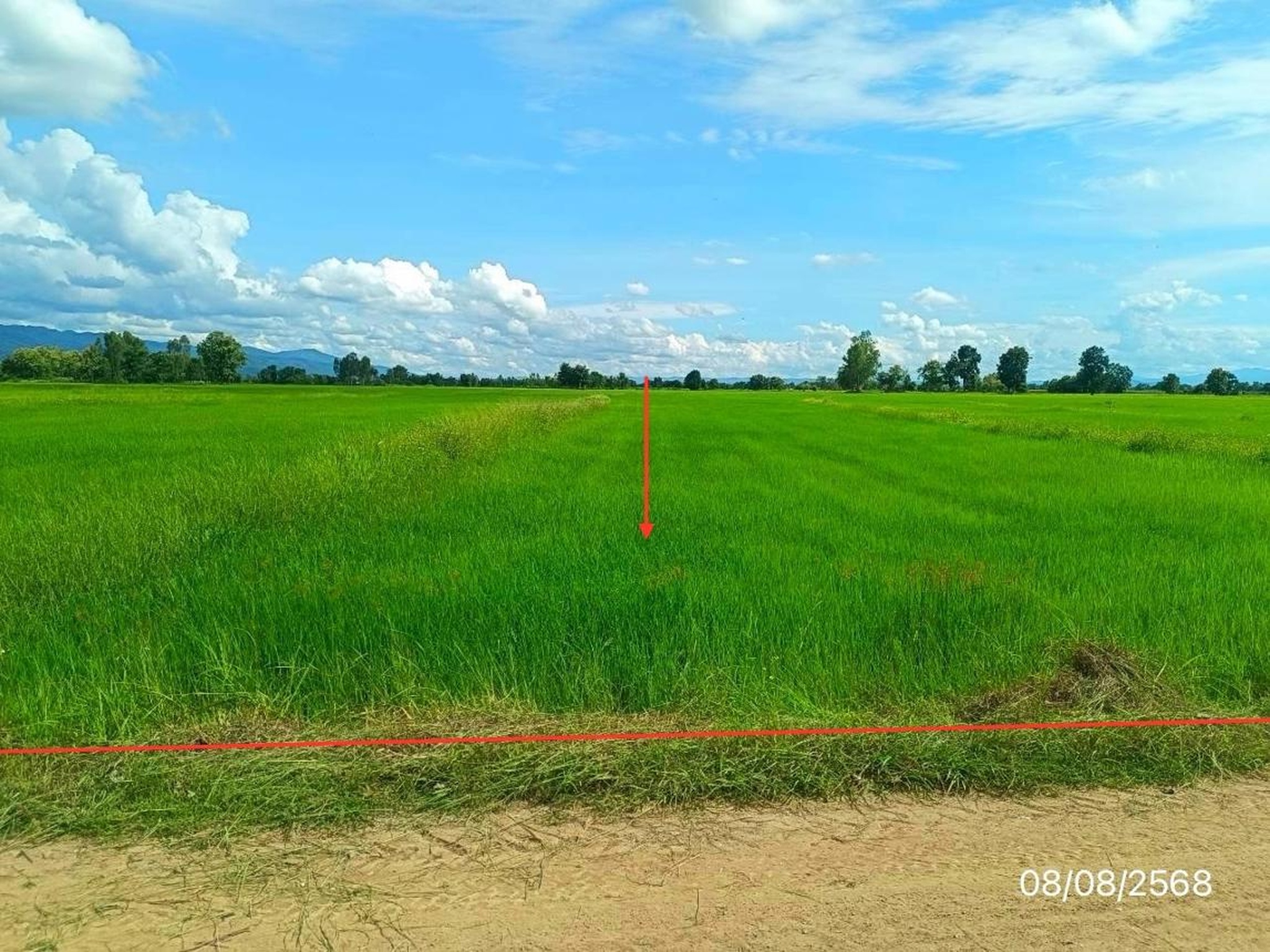 ทรัพย์สถาบันโดย KASIKORNBANK ที่ดิน ถนนสายบ้านถ้ำ-บ้านป่าซาง(พย.4013)