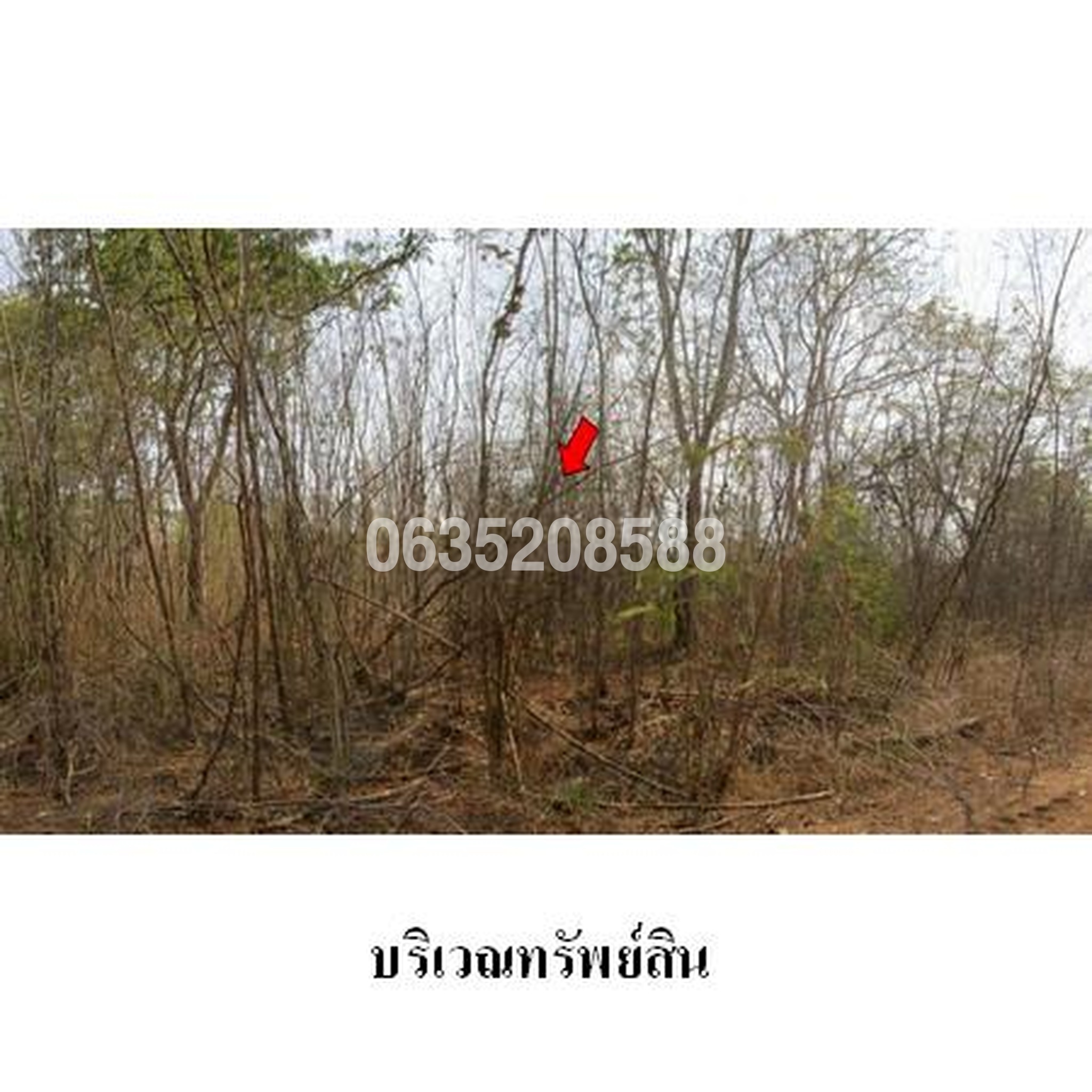 ขายที่ดิน เพชรบูรณ์การ์เด้นฮิลล์
