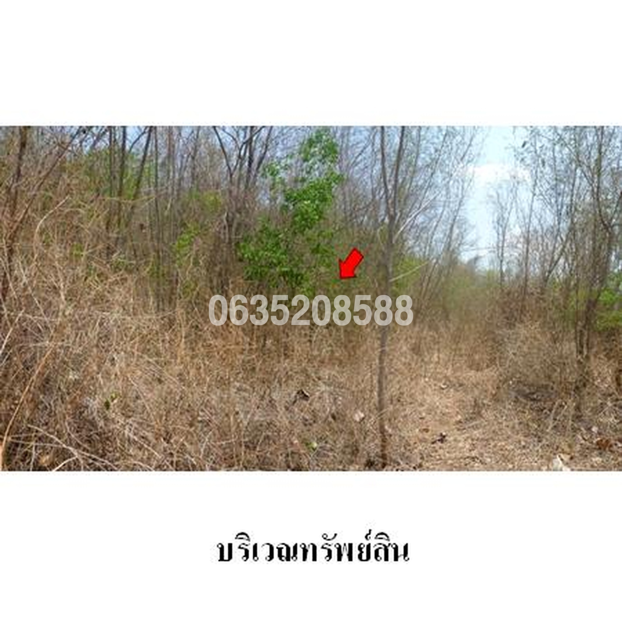 ขายที่ดิน เพชรบูรณ์การ์เด้นฮิลล์