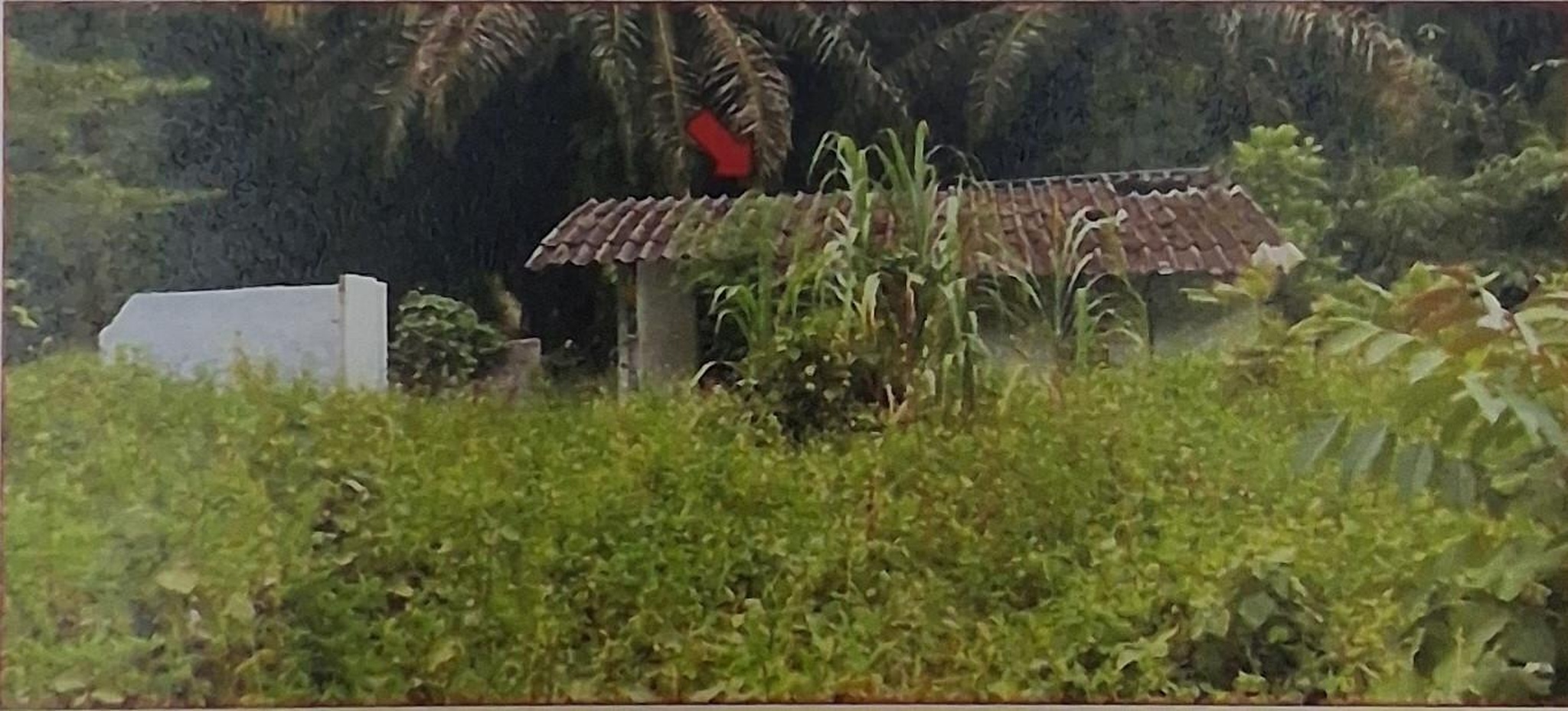 ทรัพย์สถาบันโดย GHB บ้านเดี่ยว ซอยหนองคล้า ถนนสายคลองท่อมใต้-บ้านค