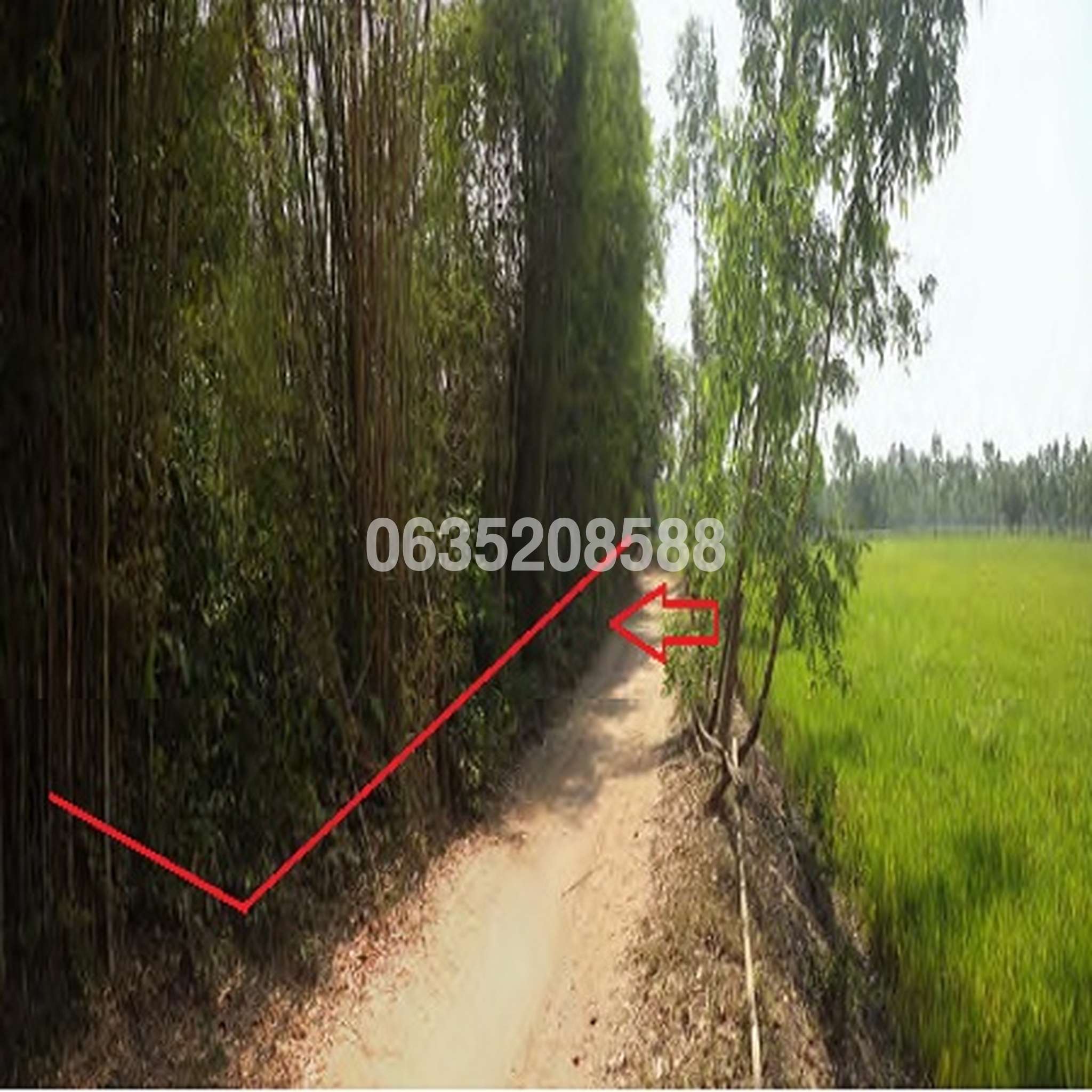 ขายที่ดิน ถนนสายบ้านหนองปลามัน-บ้านโนนมะงอง