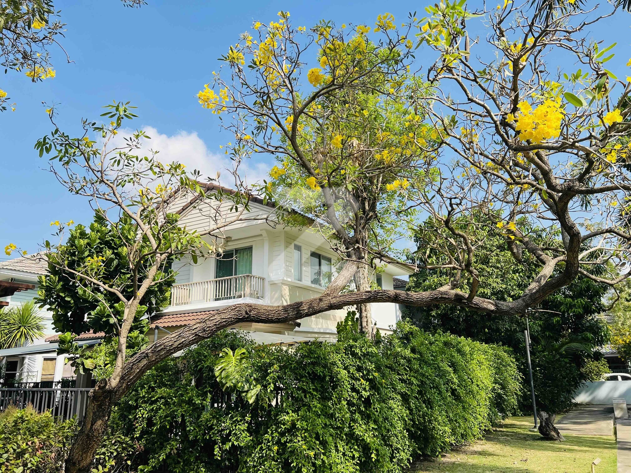 บ้านเช่า บางใหญ่ นนทบุรี ใกล้ เซ็นทรัลเวสเกต ตลาดบางใหญ่  Nonthaburi Bangyai Central Westgate IKEA : เจ้าของให้เช่าเอง