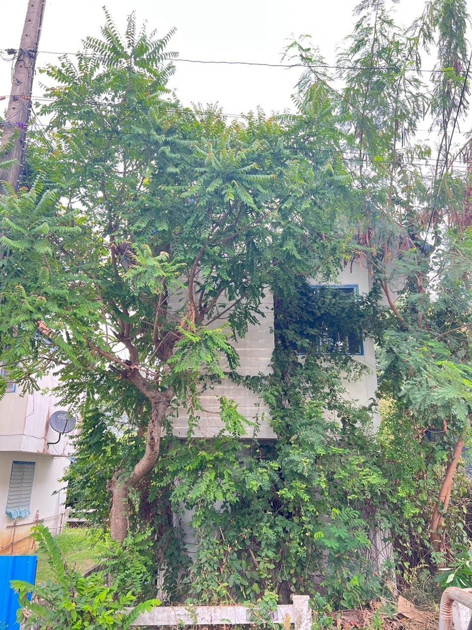 ทรัพย์สถาบันโดย ธอส. บ้านเดี่ยว พิจิตร