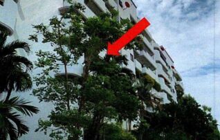 ทรัพย์สถาบันโดย GHB คอนโด อีสท์วูด พาร์ค (Eastwood Park)