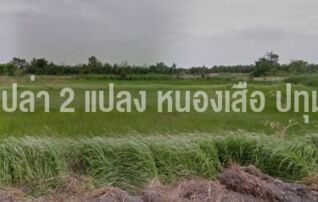 ที่ดินเปล่า หนองเสือ ปทุมธานี 2 แปลง 245+243 ตร.วา แปลงละ 500,000 เท่านั้น!! : โดยนายหน้า/ตัวแทน