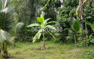 ขายที่ดิน ถนนสายบุรี-กะพ้อ (ทล.4060)