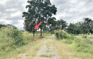 ทรัพย์ธนาคารโดย KASIKORNBANK ที่ดิน ถนนหนองห่าน - บ้านซับชุมพล (นม.2169)