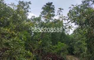 ขายที่ดิน ถนนจะนะ-ปากน้ำเทพา-หนองจิก (ทล.43)