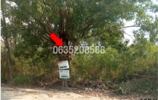 ขายที่ดิน ชินีวิลล์