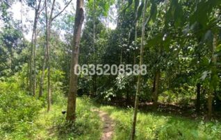 ขายที่ดิน ถนนสายบุรี-กะพ้อ (ทล.4060)