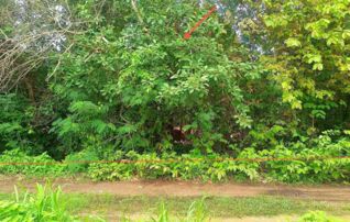 ทรัพย์ธนาคารโดย KASIKORNBANK ที่ดิน ถนนสายบ้านฟ้าหยาด - บ้านหัวดง (ยส.3055)