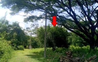 ทรัพย์สถาบันโดย บริษัท บริหารสินทรัพย์สุขุมวิท จำกัด ที่ดิน สาริกาชาเลต์